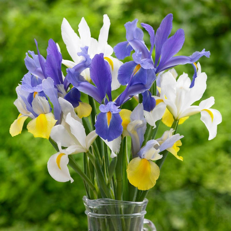 A bouquet of Dutch iris, featuring varieties with blue, white and yellow flowers.