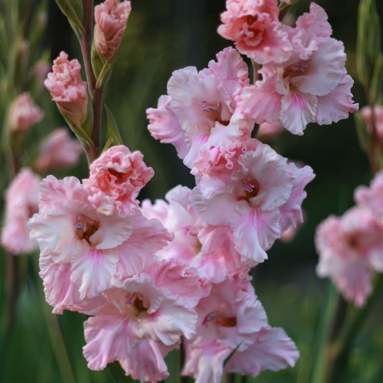 The ruffled, light and dark pink flowers of gladiolus Katherina, blooming in a late summer flower garden.
