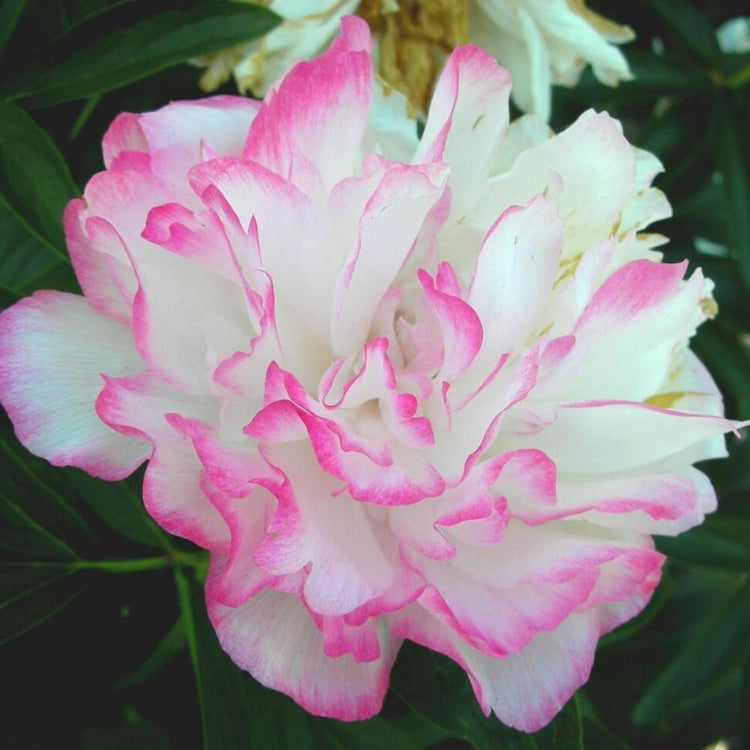 Peony Lactiflora Joker