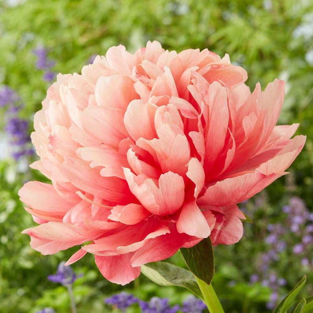 Peony Lactiflora Lorelei (Fall) - 1 bare root - Longfield Gardens