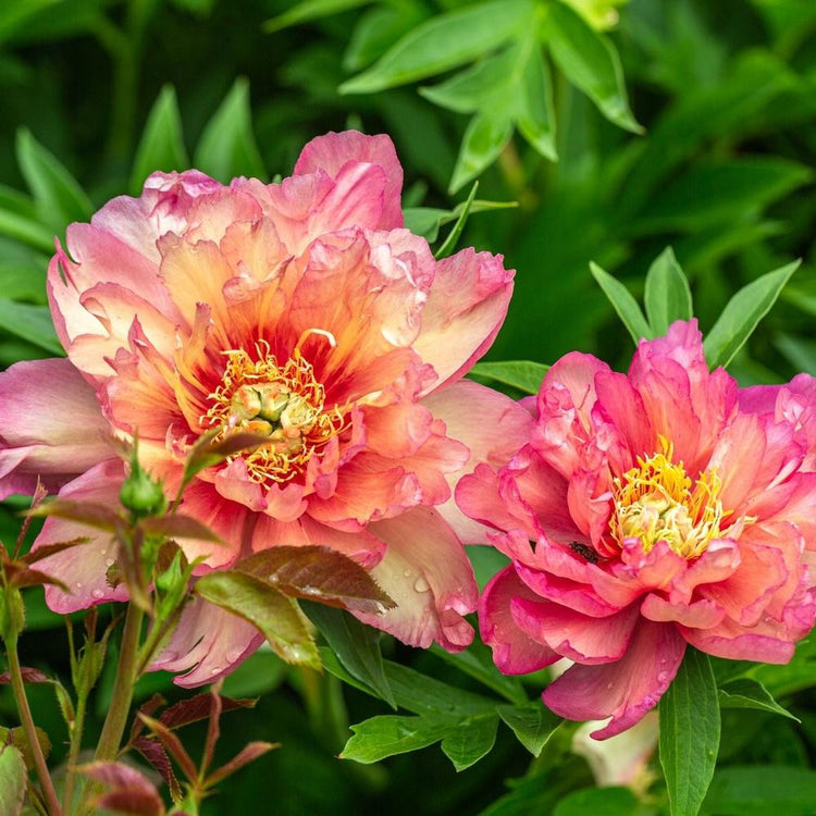 Peony Itoh Julia Rose (Spring)