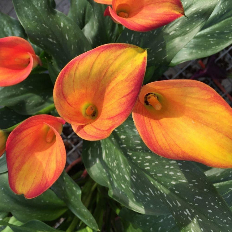 Looking down on the bright orange and yellow flowers of calla lily Morning Sun.
