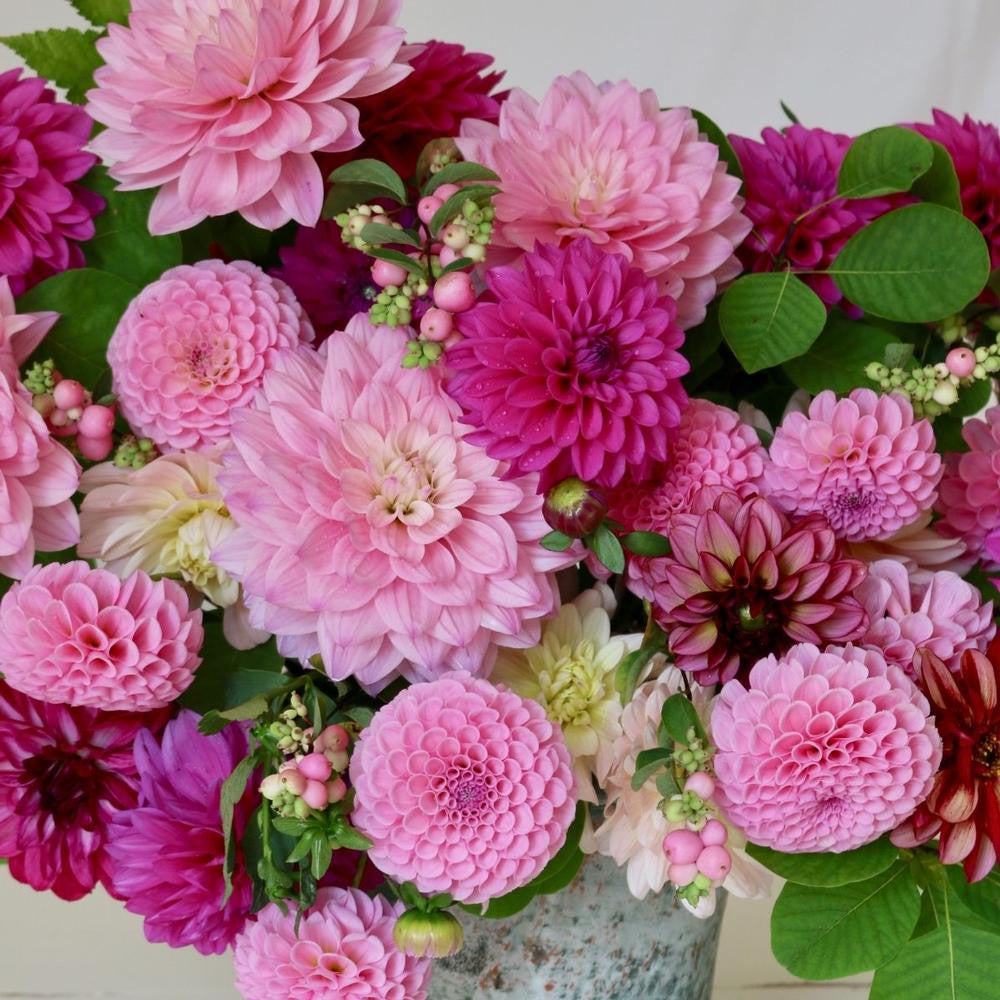 Dahlia Assorted Flirty Fleurs Chelsea Collection - 15 Tubers