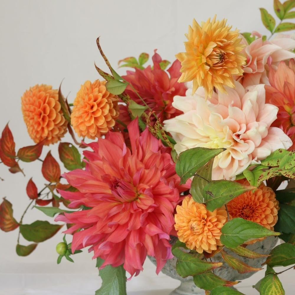 Dahlia Assorted Flirty Fleurs Cordoba Collection - 8 tuber clumps