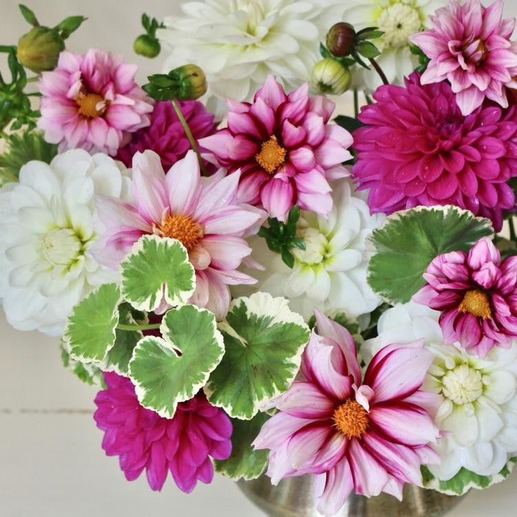 Detail shot of a flower arrangement featuring three varieties of pink and white dahlias that include Edge of Joy, White Onesta and Cantiflora.