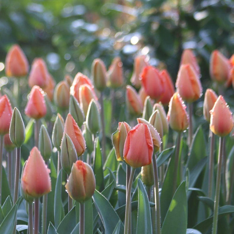 Spring garden showing large planting of Darwin hybrid tulip Lightening Sun with flowers beginning to open.