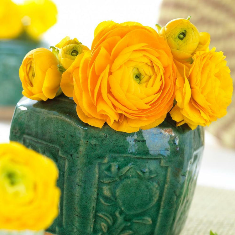 Yellow and gold ranunculus flowers in a green ceramic vase.