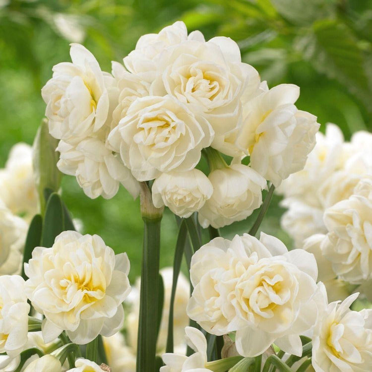 Heat tolerant double daffodil Erlicheer, showing this fragrant narcissus variety's clusters of creamy white flowers with hints of yellow at the center.