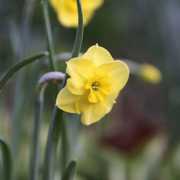 A single blossom of jonquilla narcissus Sun Disc, showing this fragrant daffodil's perky little flower with rounded yellow petals and deeper yellow ruffled cup.