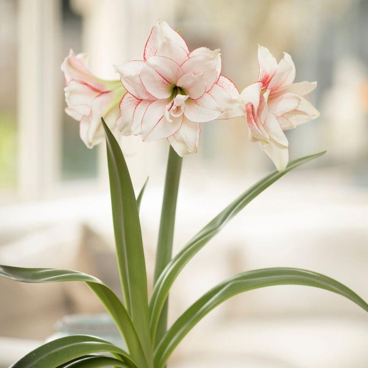 Amaryllis Elvas blooming indoors on a winter day.
