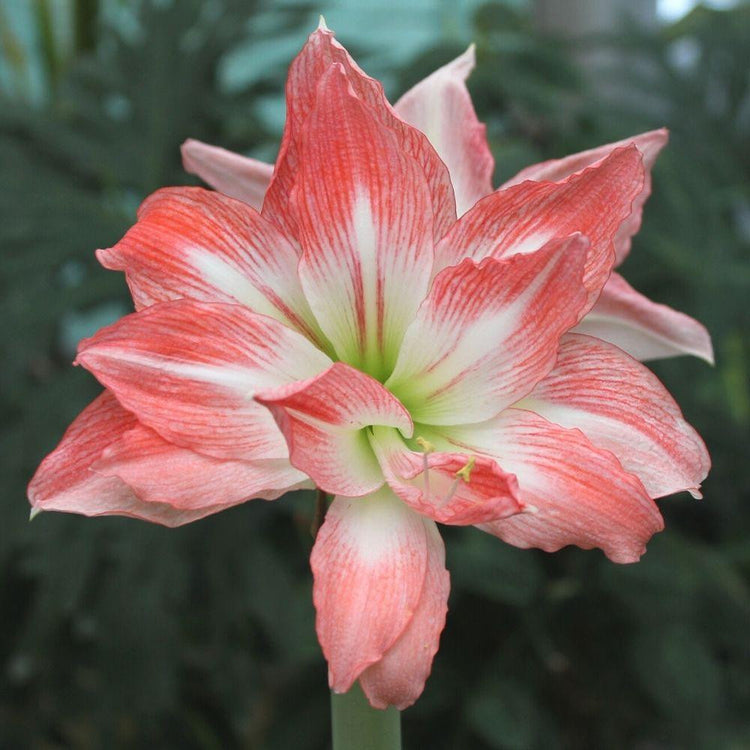 Amaryllis Double Giant Amadeus