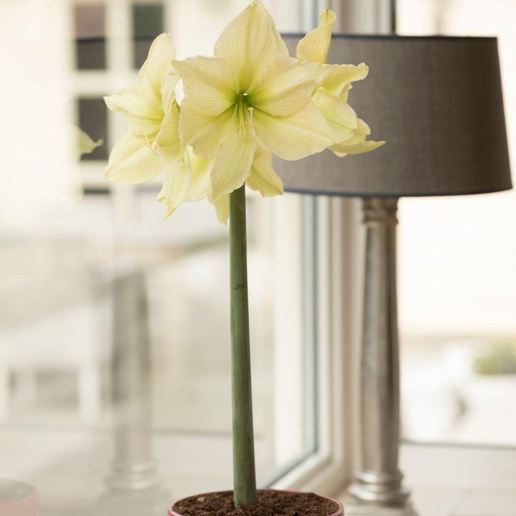 Amaryllis Yellow Star blooming in a modern living room.