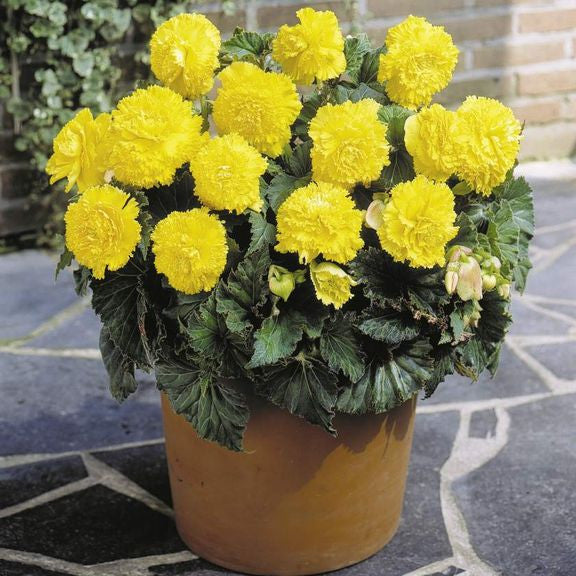 Tuberous begonia Upright Ruffled Fimbriata yellow growing in a large pot on a shady patio.
