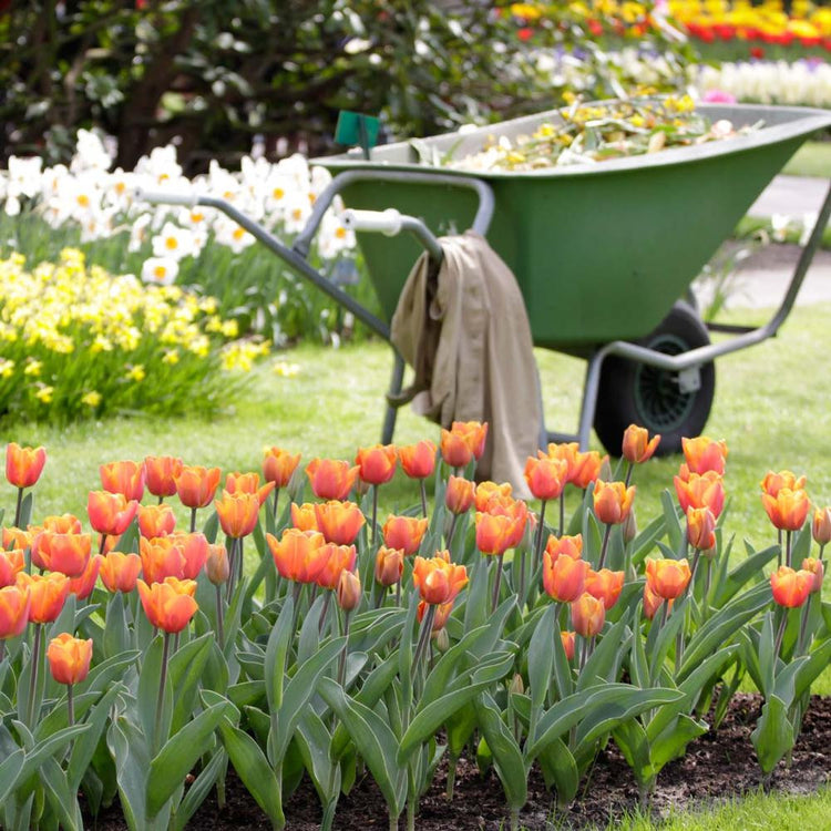 A spring garden scene with daffodils, a green wheelbarrow and a flower bed filled with the orange Triumph tulip Jimmy.