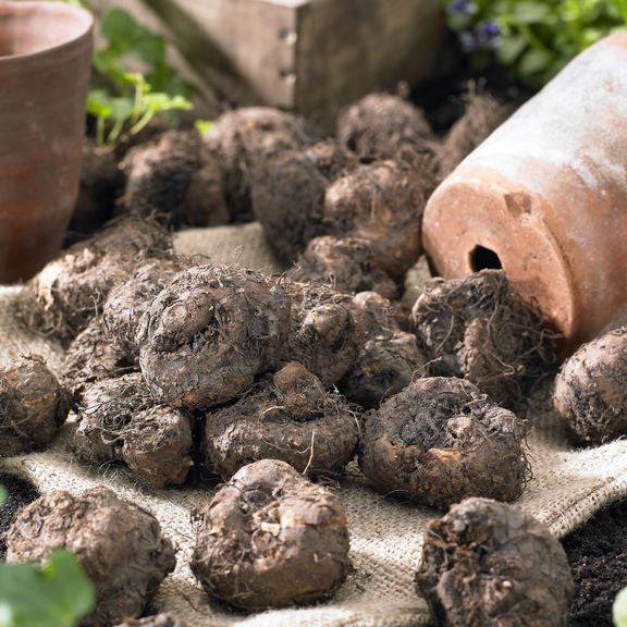 Dozens of healthy begonia tubers ready for spring planting in a garden or container.