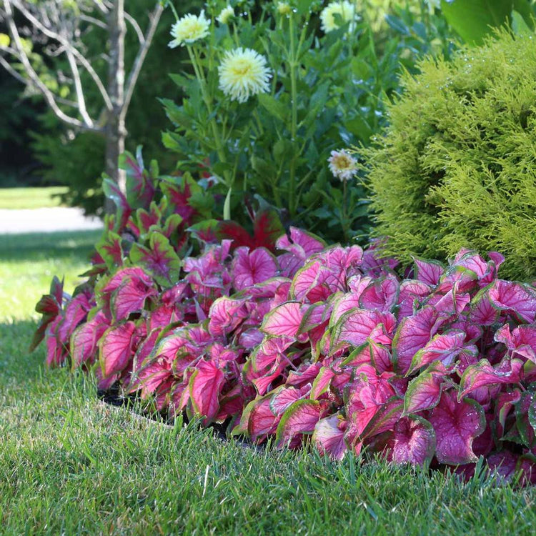 A large bed of caladium Florida Sweetheart growing in a shady landscape and displaying flamingo pink foliage.