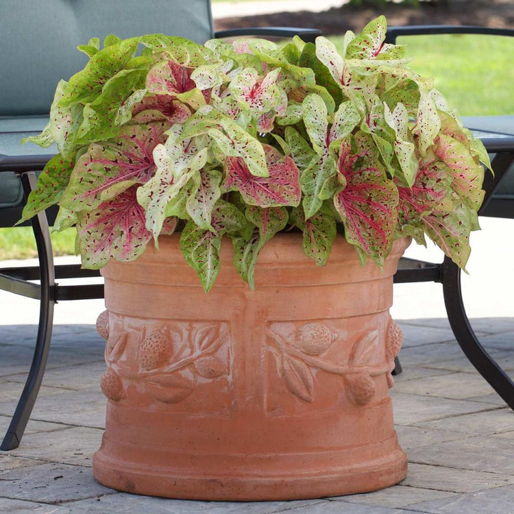 Dwarf caladium Miss Muffet growing in a terracotta planter on a shady patio.