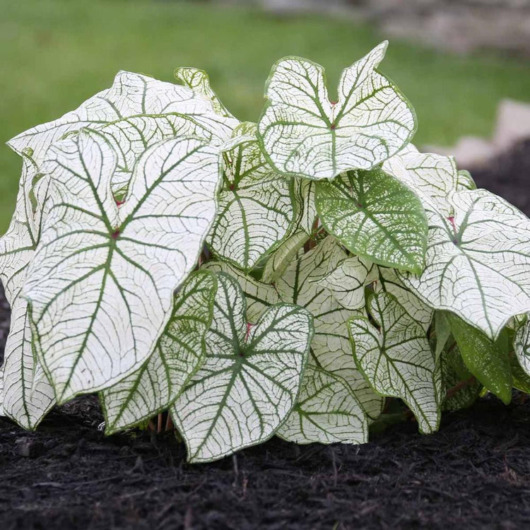 Caladium Candidum displaying its large, shae loving, nearly pure white leaves with green veining.