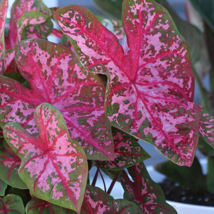 Sun tolerant caladium Carolyn Whorton, displaying its decorative leaves with light and dark pink markings.