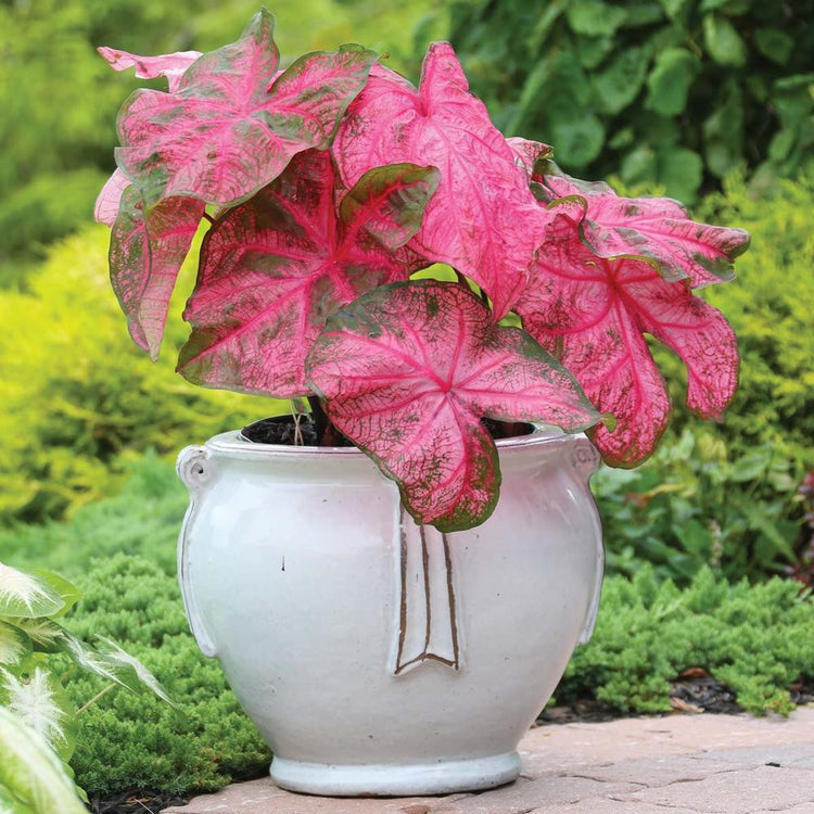 Fannie Munson, a shade loving caladium with hot pink foliage, growing in a large, white ceramic pot.