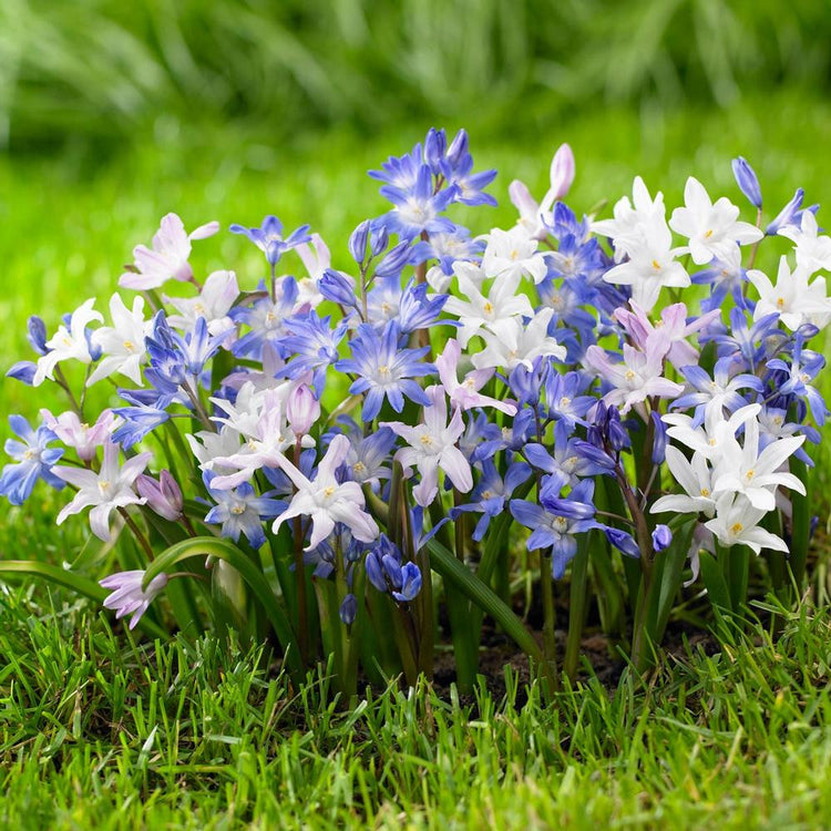 Chionodoxa blooming in a spring garden, featuring a range of flower colors including white, pink and blue.