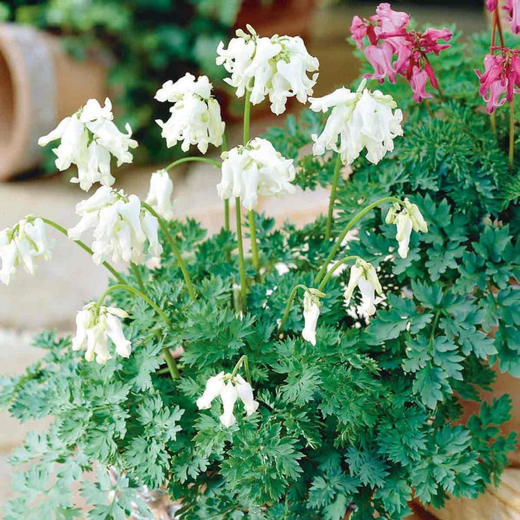 Dicentra Formosa Aurora
