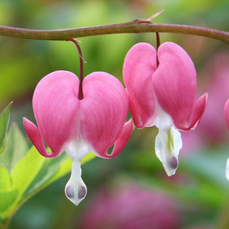 Dicentra (Bleeding Heart) Spectabilis