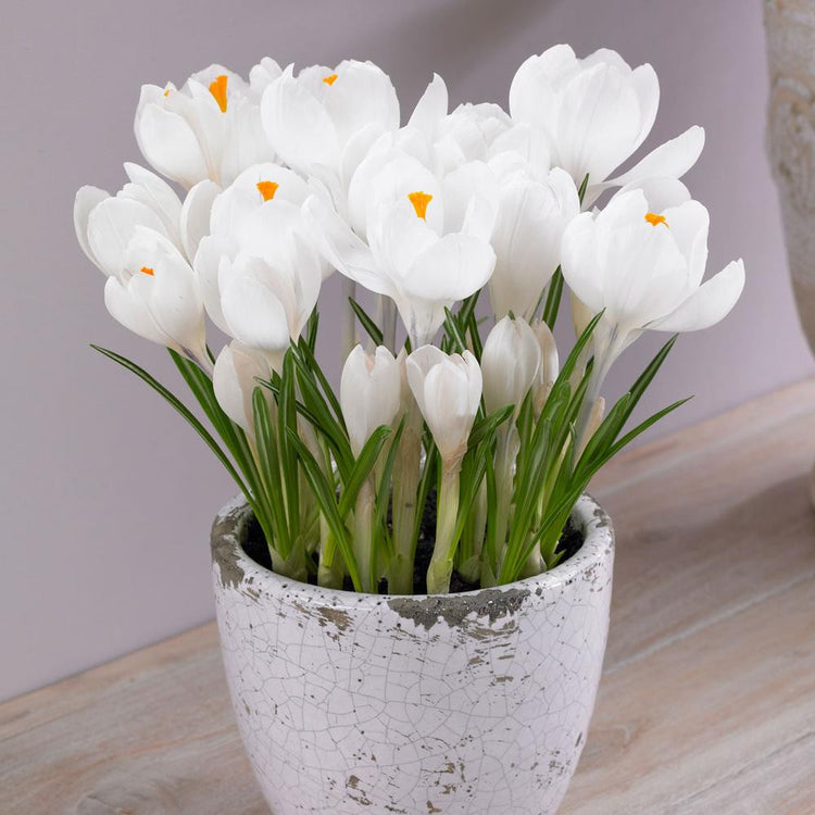 crocus potted plants Crocus Large Flowering Jeanne D' Arc - 25 corms