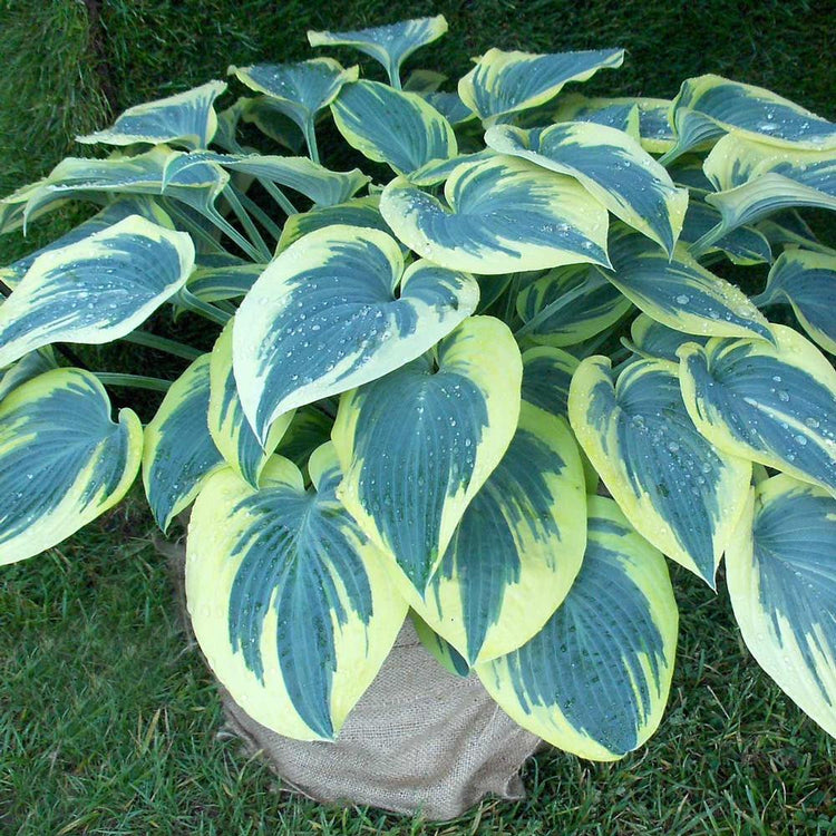 Hosta Medium Leaf Blue Ivory