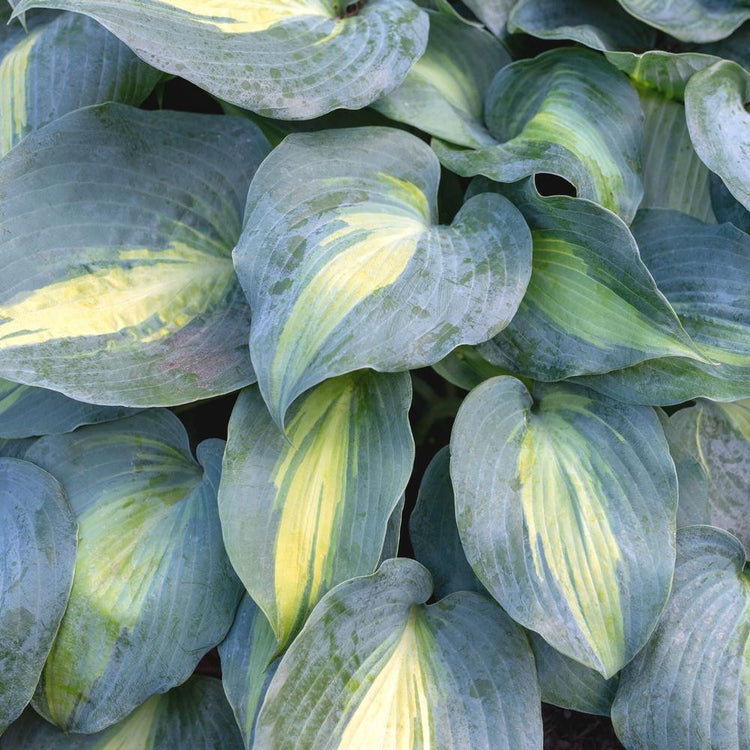 Hosta Small Leaf Catherine