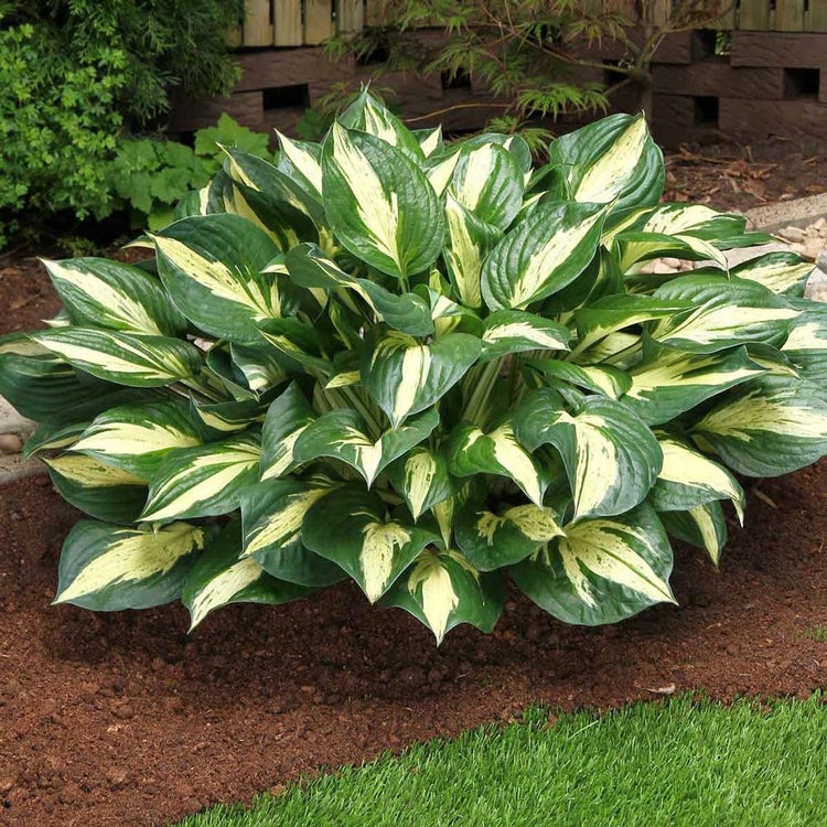 Hosta Medium Leaf Revolution