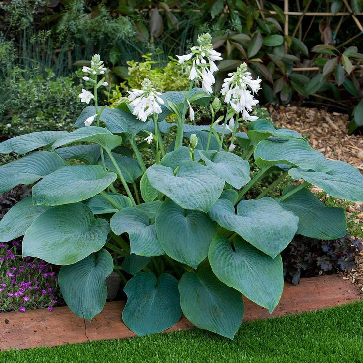 Hosta Large Leaf Bressingham Blue - 3 bare roots - Longfield Gardens Hosta Large Leaf Bressingham Blue - 3 bare roots - Longfield Gardens