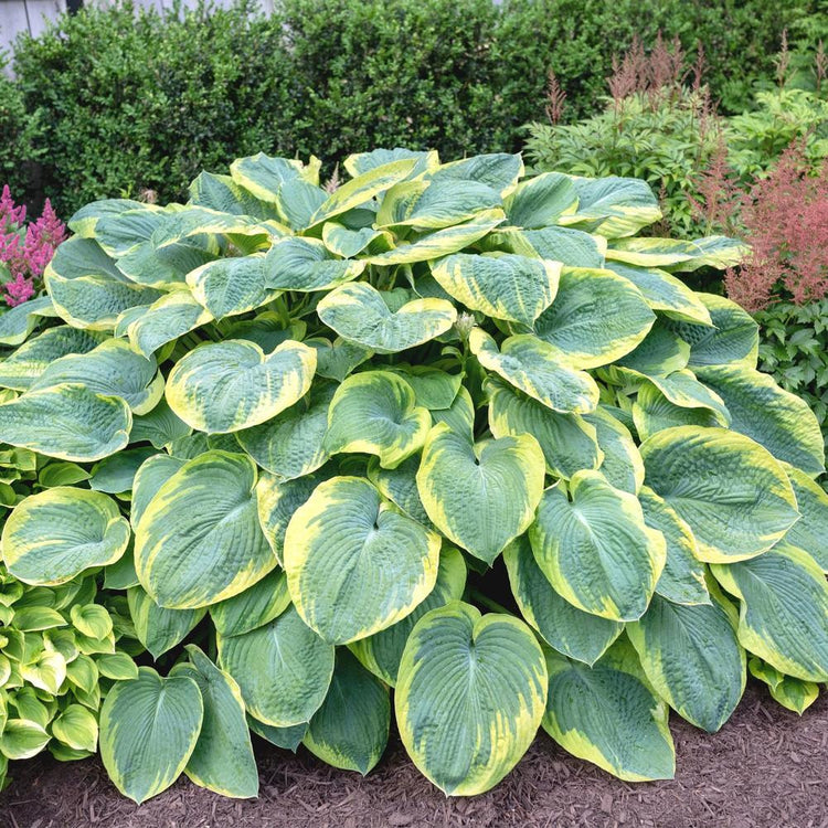 Hosta Large Leaf Frances Williams