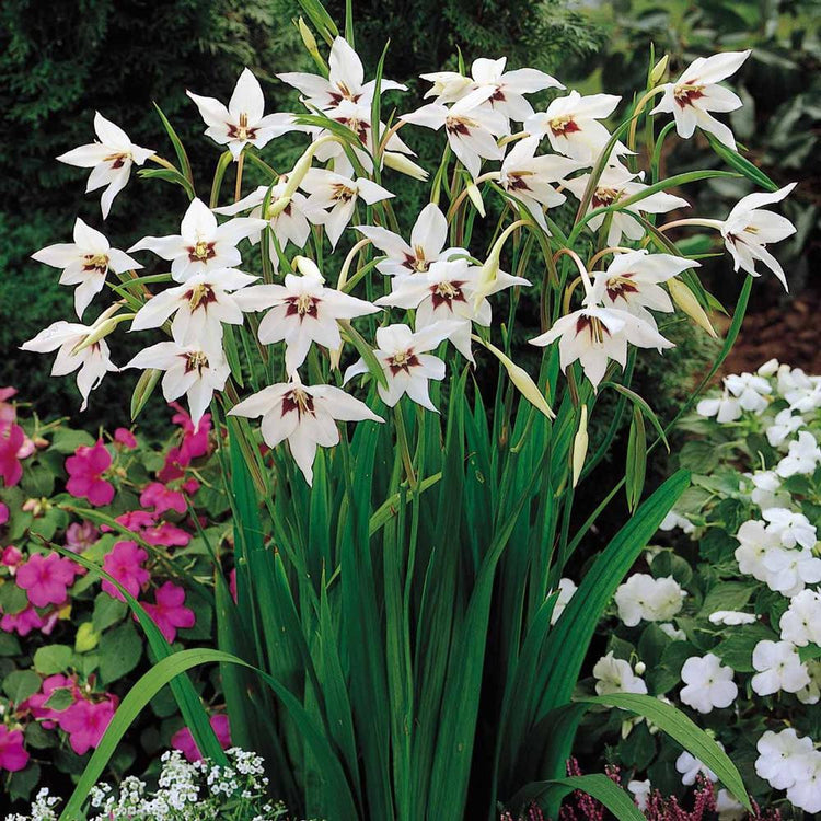 The fragrant white flowers of Acidanthera bicolor blooming in a summer garden