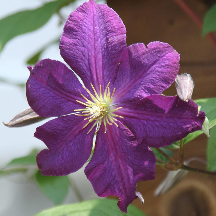 Clematis Jackmanii