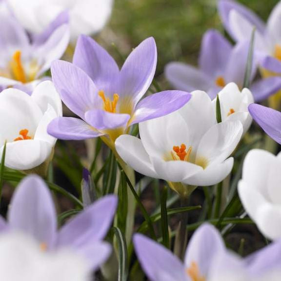 Early blooming species crocus, featuring the pure white Miss Vain and lavender-pink Firefly.