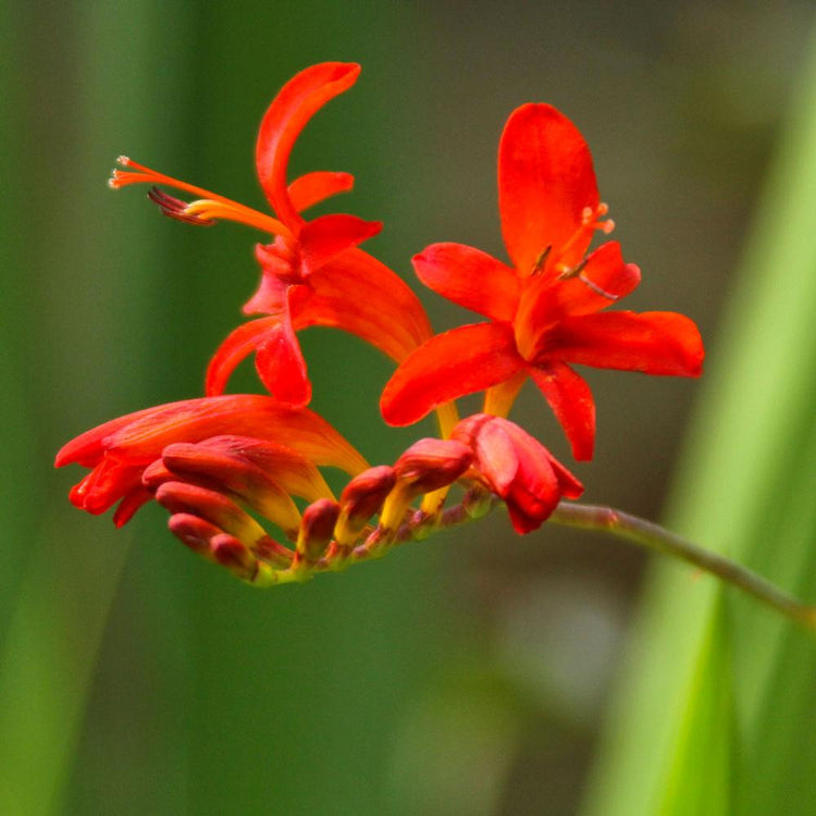 The bright red flowers of crocosmia Lucifer, summer-blooming bulb that attracts hummingbirds.