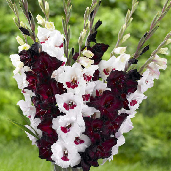 The white and burgundy flowers of gladiolus Fiorentina are paired with the deep purple gladiolus Espresso.