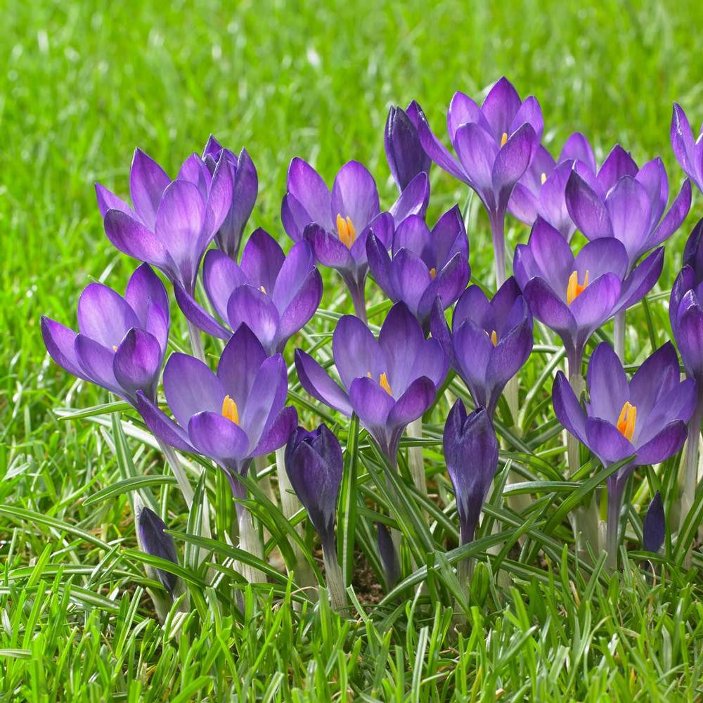 Crocus Species Ruby Giant - 25 corms - Longfield Gardens