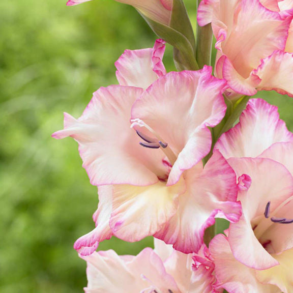 Gladiolus Priscilla