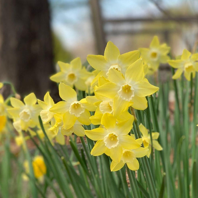 A large planting of daffodil Pipit, showing this fragrant narcissus variety's lemon yellow flowers with white cups.