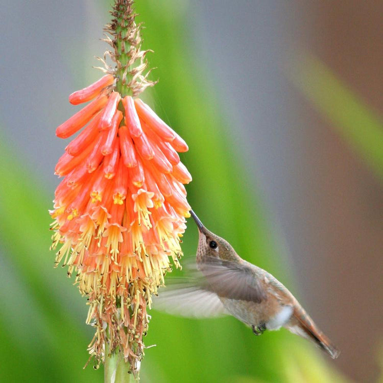 Kniphofia Flaming Torch