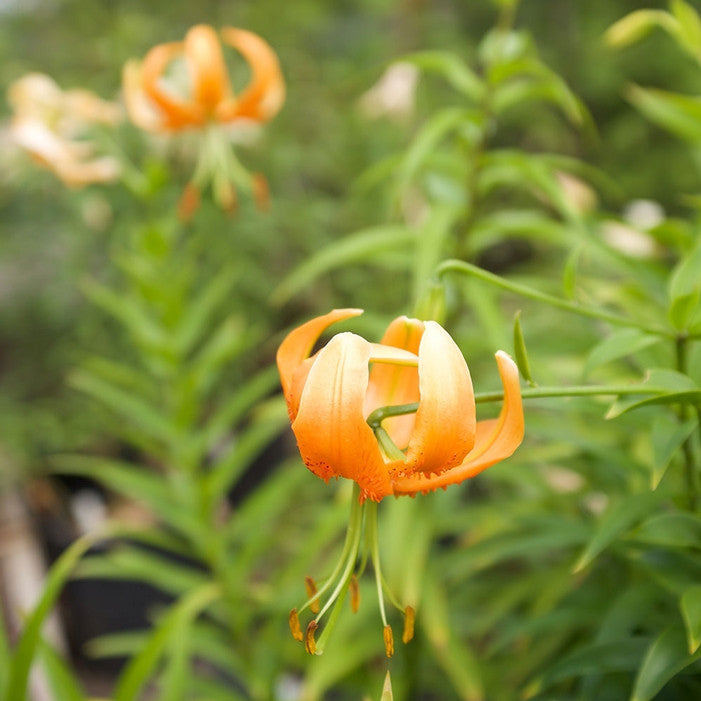 Garden scene showing the distinctive orange flowers of species lily Henryi.
