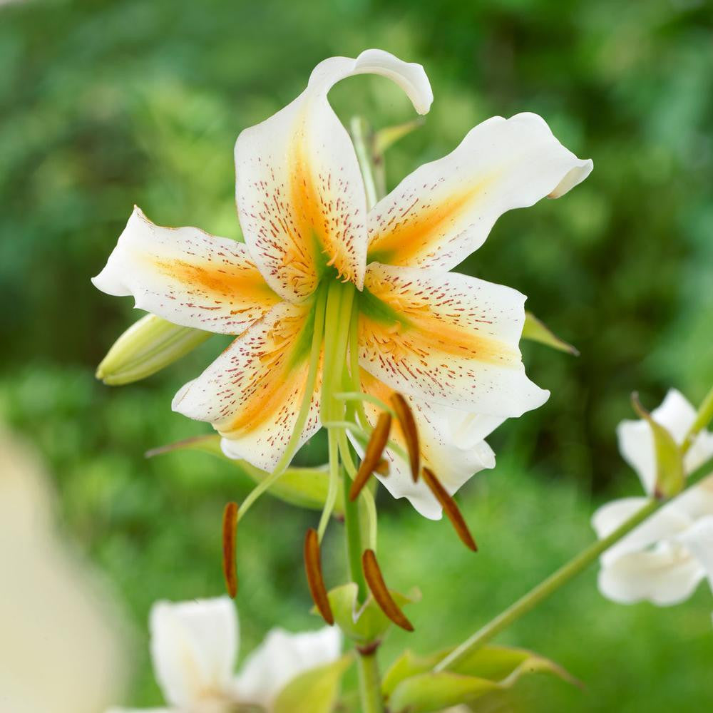 Lily Species Lady Alice - 5 bulbs