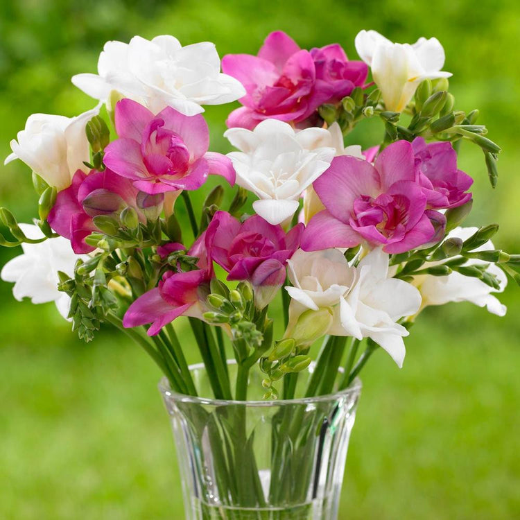 A bouquet of white and pink double freesias in a clear glass vase.