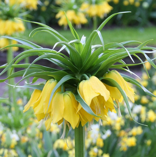 The yellow flowers of Fritillaria lutea maxima blooming in a spring garden.