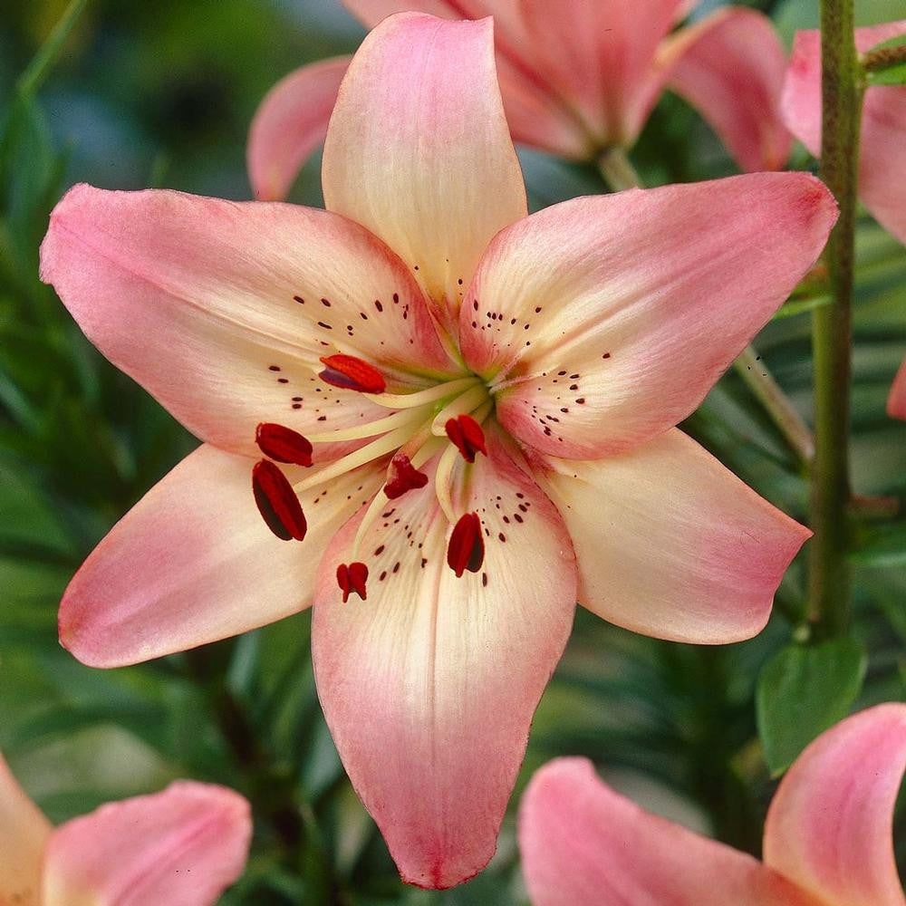 leola asiatic lily Lily Asiatic Rosella's Dream - 5 bulbs