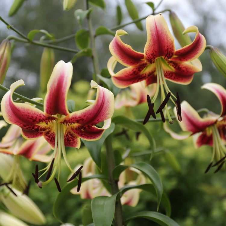 Oriental trumpet lily Scheherazade blooming in a summer garden, showing this OT lily's large, downward-facing flowers with dark pink petals and white edges.