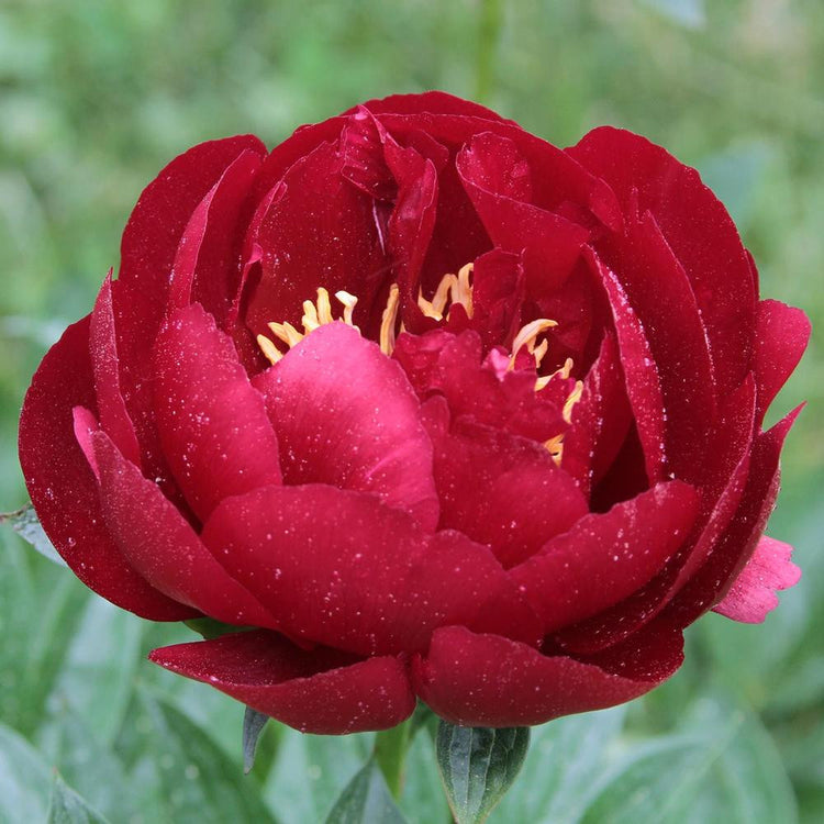 Peony Lactiflora Buckeye Belle (Spring)