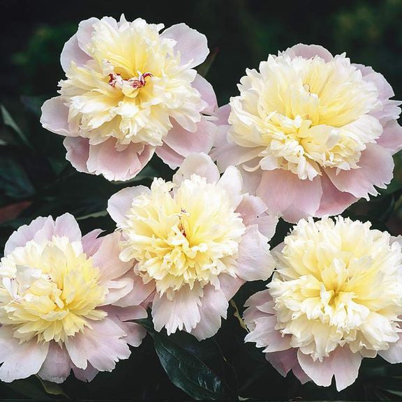 Peony Lactiflora Lady Alexandra Duff (Fall)